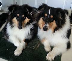 Two young rough collies