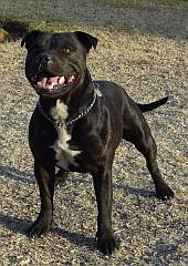 A formidable  black Staffordshire bullterrier