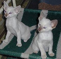 Two silver Siamese kittens