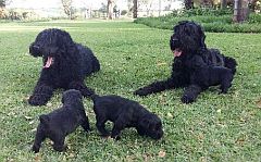 Mum, dad, and puppies