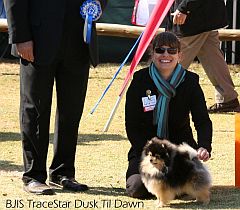 Dog winning rosette in the show ring