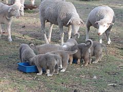Puppies eating their food amidst a flock of sheep