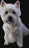 Little white dog