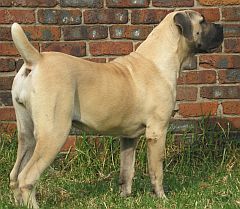 Fawn ysterberger mastiff with black muzzle