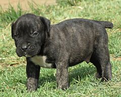 Ysterberger mastiff puppy, brindle