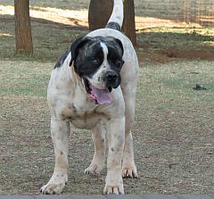 White Ysterberger mastiff with black markings