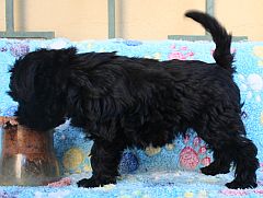 Black,  shaggy affenpinscher puppy