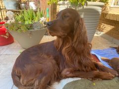Irish setter with proud expression