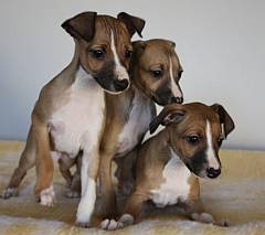 3 italien greyhound puppies