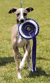 Italian greyhound champion carrying rosette