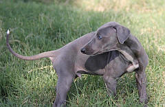 A young boergreyhound