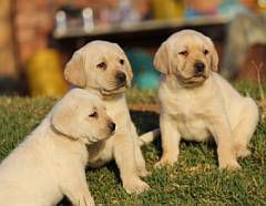 3 yellow Labrador puppies
