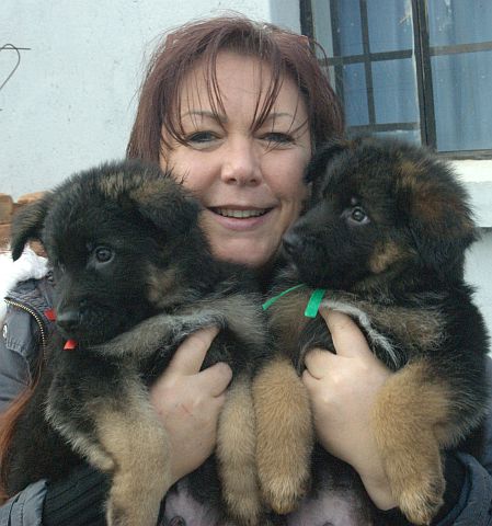 Breeder holding GSD puppies.