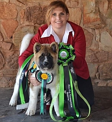 Akita puppy wins rosette