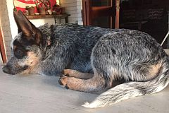 Cattle dog sleeping