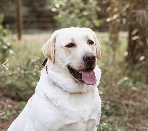 Yellow Labrador sitting.