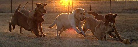 All the dogs chasing a ball.