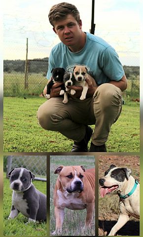 Amstaff breeder with puppies.