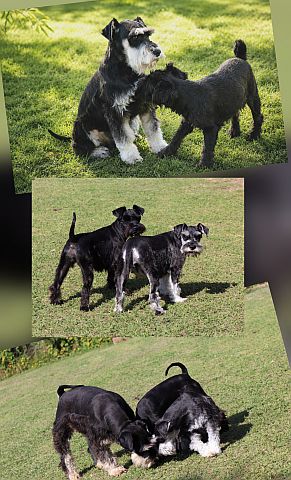 Miniature schnauzers in the garden.