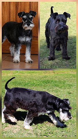 Solid Black, and black & silver schnauzers.