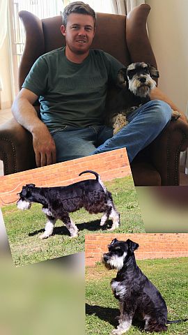 collage of scnauzers
