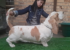 A lemon and white dog