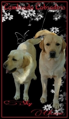 Two of our yellow Labradors