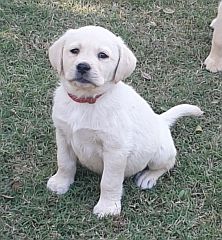 Yellow Labrador puppy