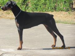 A Dobermann standing tall and alert