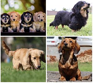 Collage of longhair dachshunds and puppies