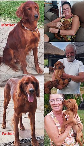 Dog breeders with their Irish Setters.