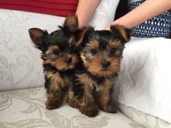 Two yorkie puppies.