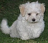 maltese puppy