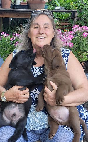 Dog breeder getting kisses from puppies.