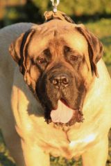 A mastiff's face is intimidating!
