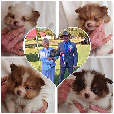 Collage of breeder with toypom puppies