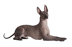 The dog has a long neck and eract  ears.
