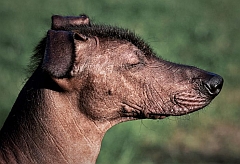 The dogs may have a little hair on the head.
