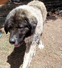 The caucasian shepherd dog has a big head.