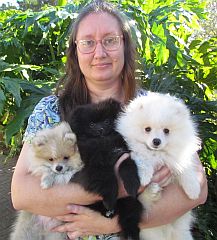 Dog breeder with an armful of fluffy pomeranians