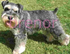 Miniature schnauzer