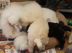 White fluffy miniature poodle playing with puppies