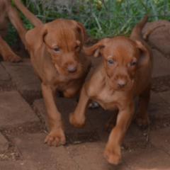 Hungarian vlsla puppies