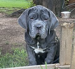Neapolitan Mastiff puppy
