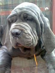 Puppy with loose soft skin