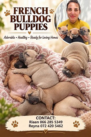 Sleeping French Bulldog puppies.