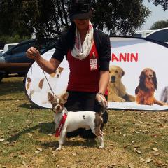 A winning dog in the show ring
