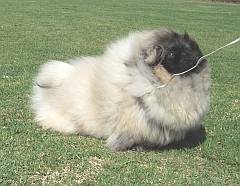 Windswept Pekingese