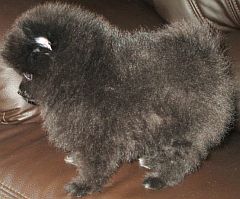Fluffy black toypom puppy
