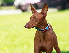 A pharaoh hound has a long narrow snout